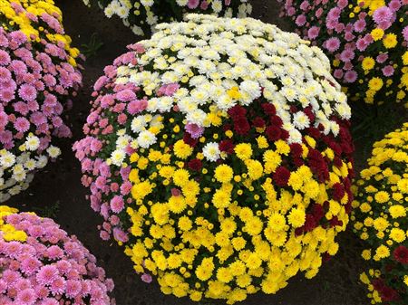 Chrysanthemum Carnival Trio Ball thumbnail