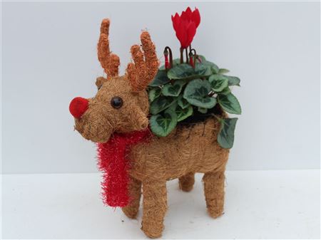 Arrangement Xmas Red Nose Reindeer thumbnail