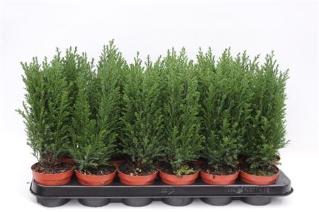 Chamaecyparis Lawsoniana 'ellwoodii' thumbnail