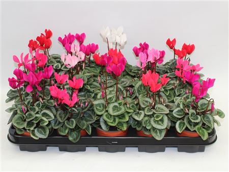 Cyclamen Mini Mixed Colours thumbnail