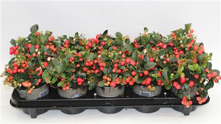 Gaultheria Procumbens thumbnail