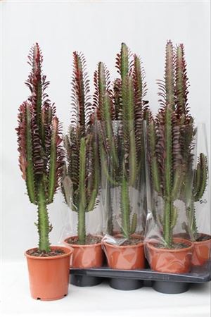 Euphorbia Trigona 'rubra' thumbnail